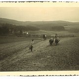 Bild1889 Am Hallborn Achim? mit Kuhgespann