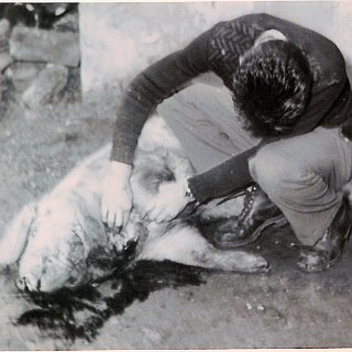 Bild0143 Das Ende eines Schweinelebens... Gerhard Bodenheimer am Hals der Sau...