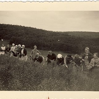 Bild0001 Flachsrupfen ca. 1942 v.li. Kind mit weißer Mütze, Katharina Scheidt, Minchen Altenhofen, 3.Pers. unbekannt, Emma Scheidt, Kind Rosemarie Mädler (geb. Wilhelm),...