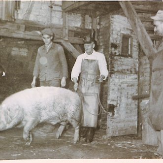 Hausschlachtung Die Stationen einer Schlachtung 1958