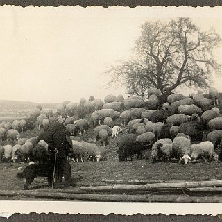 Michael Harz Album beige-grün Bild 4030 Rudolf Albus mit seinen Schafen auf der Schweineweide im Wiesbadenener Weg (heute Th. Heuss Str.)