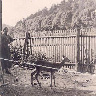Bild0839 1948 Das zahme Reh Lottchen, das viele Jahre bei der Fam. Füll auf der Hettenhainer Mühle lebte.